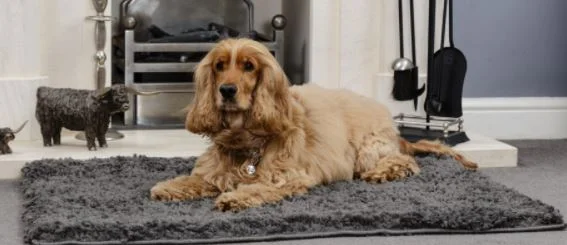 - Degradable pet feces bagSnug Rug Grey 67 X 100cm