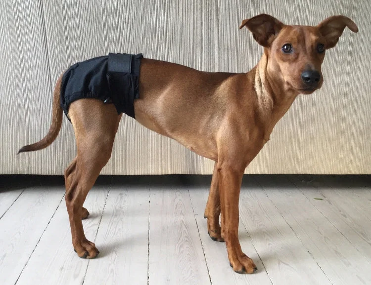 - Chinchilla cooling ice nest ceramic plateShorts For Dogs