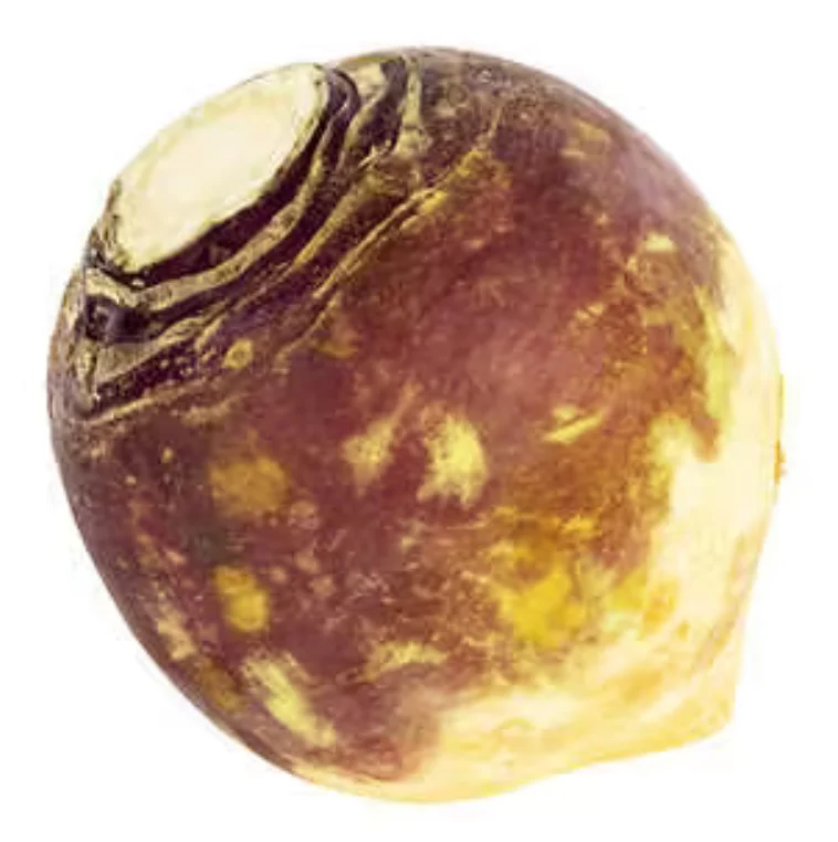 - Organic cotton dog bibsRutabaga (10 lb)
